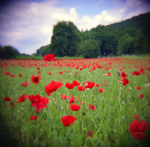 COQUELICOTS