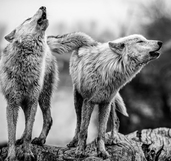 LOUPS