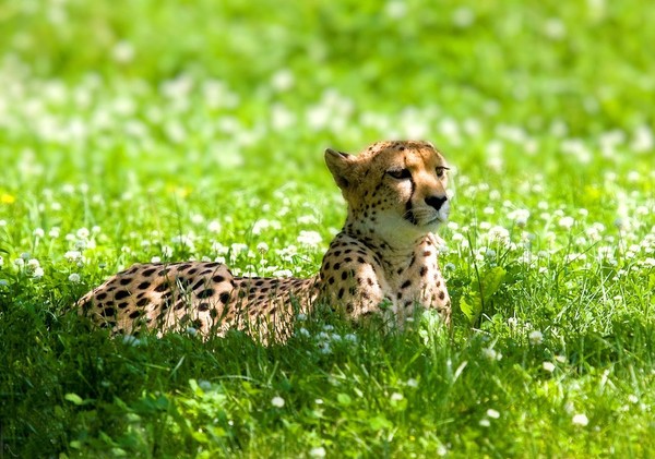 GUEPARD