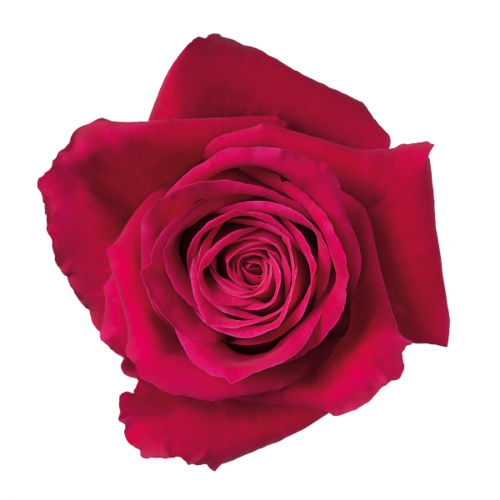 ROSE 2