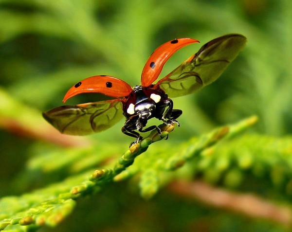 COCCINELLE 2