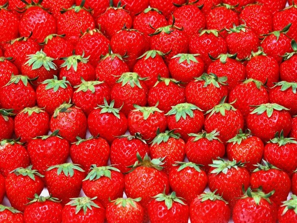 LES FRAISES