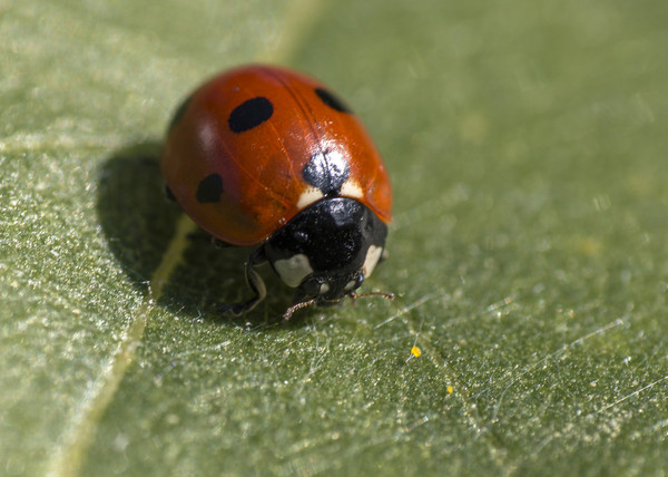 COCCINELLE