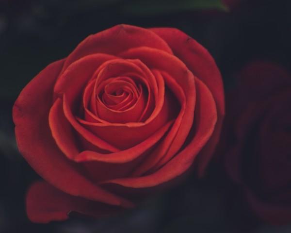 ROSE 2