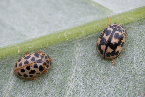 COCCINELLES 2