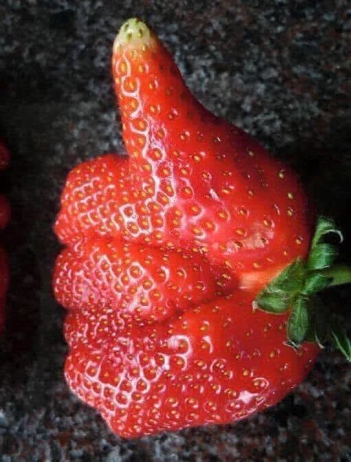 LES FRAISES 2