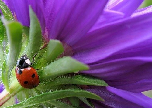 COCCINELLE