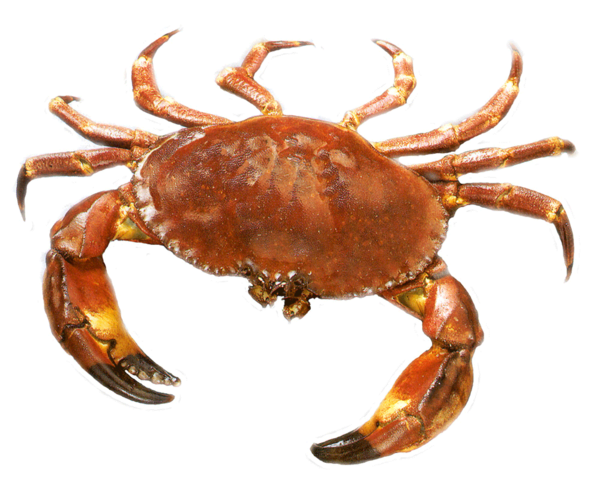 CRABE