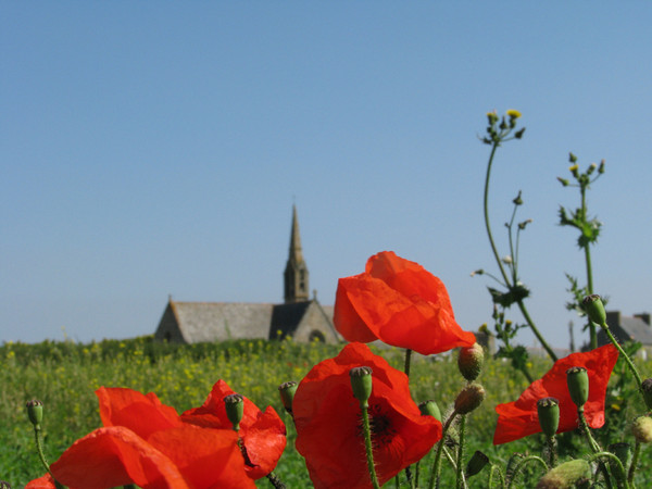 COQUELICOTS