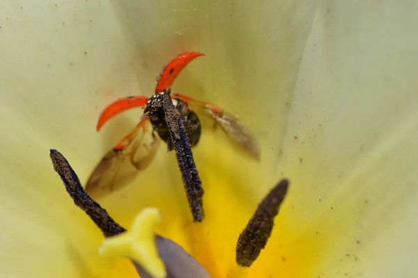 COCCINELLE