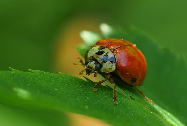 COCCINELLE