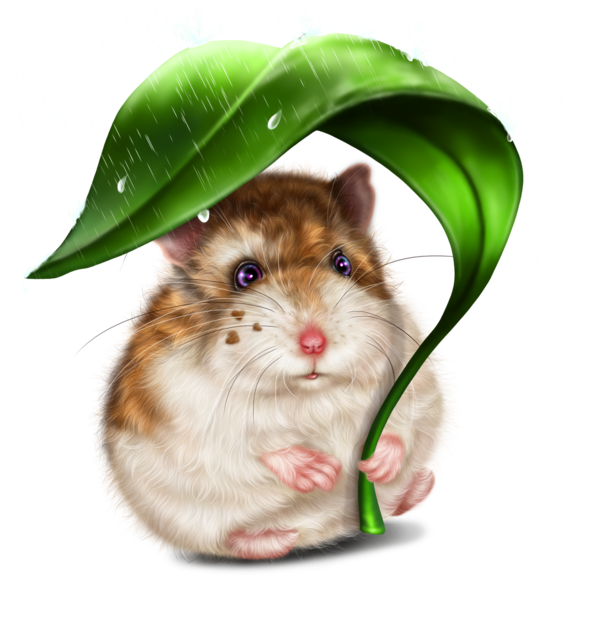 SOURIS RAT HAMSTER... 2