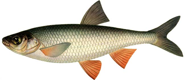 POISSON