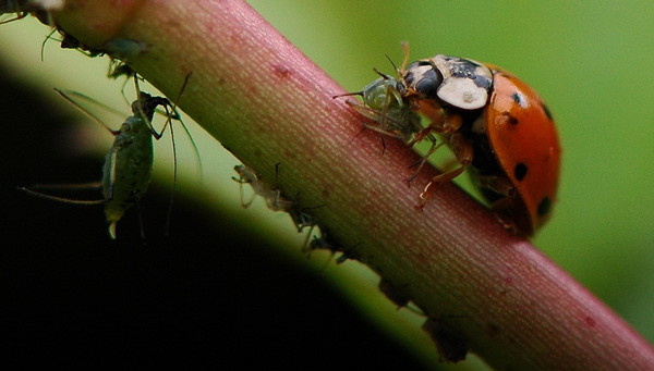 COCCINELLE