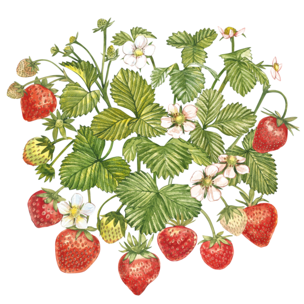 LES FRAISES 2