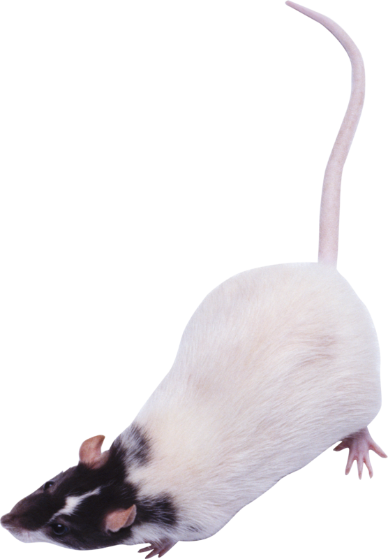 RAT