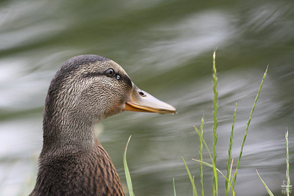 OISEAU