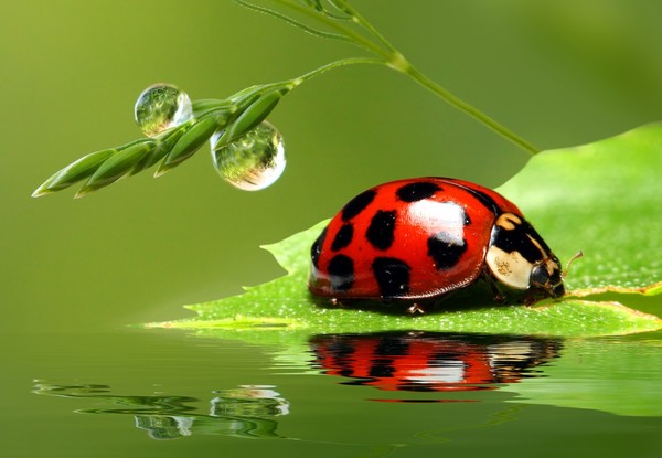 COCCINELLE