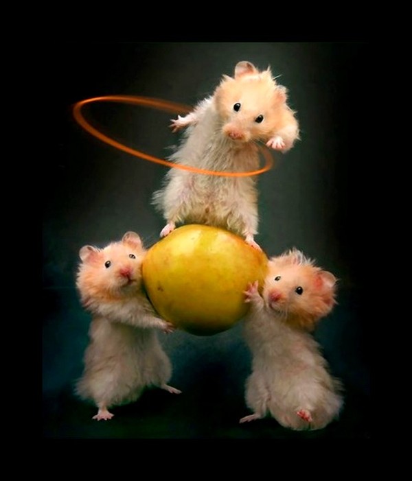 HAMSTERS