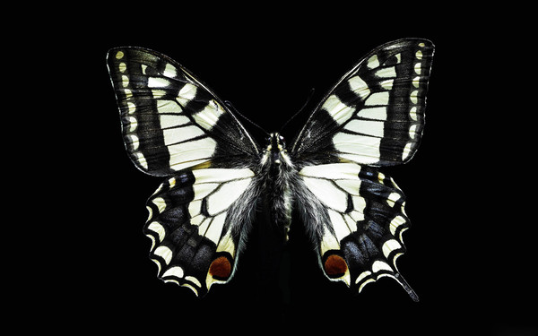 PAPILLON