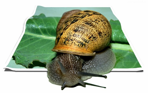 ESCARGOT