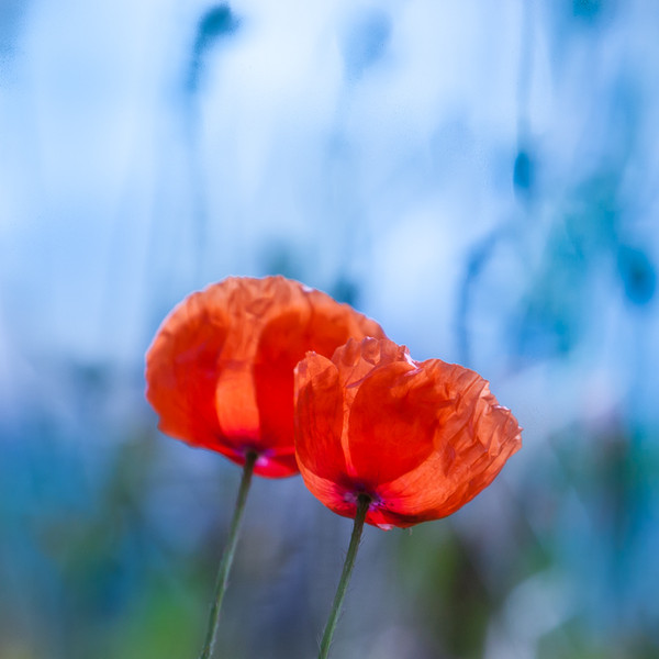 COQUELICOTS