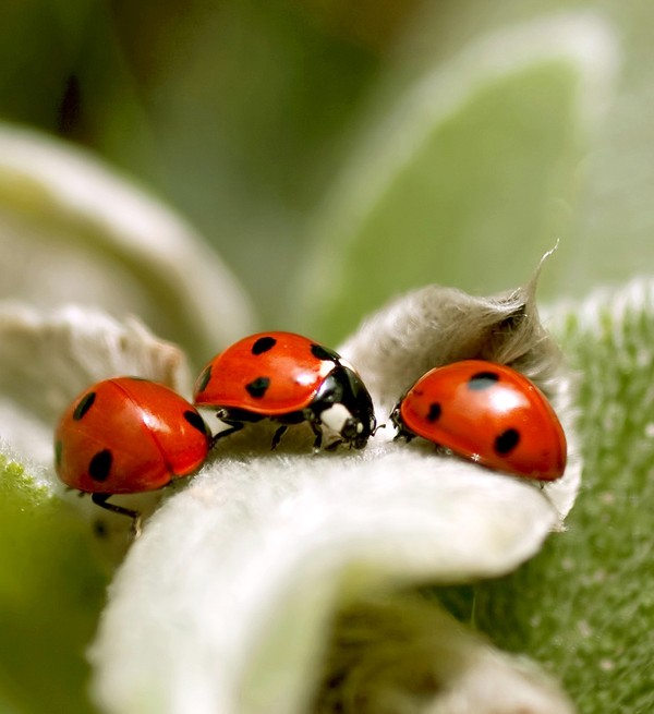 COCCINELLES