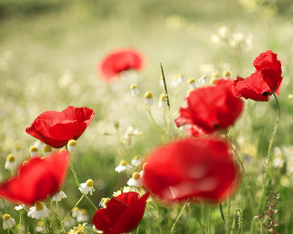 COQUELICOTS