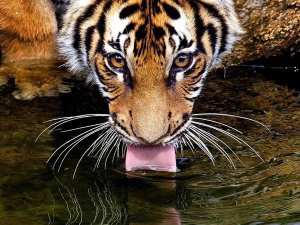 TIGRE