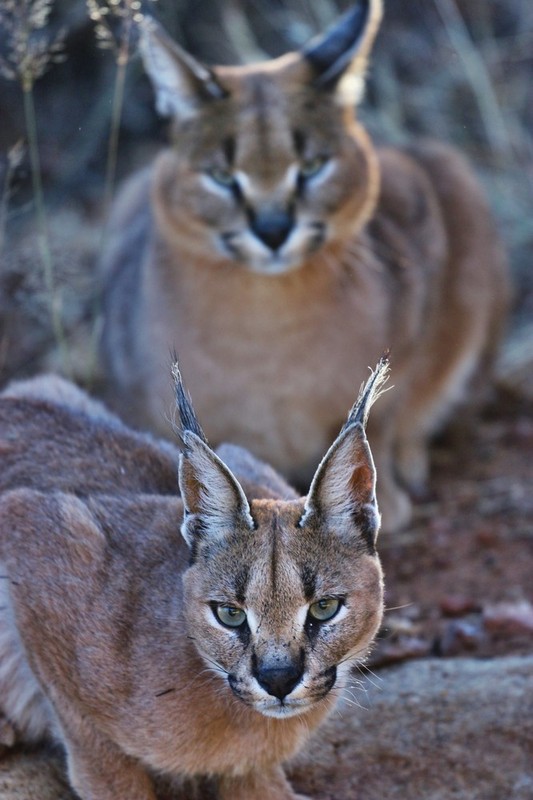 CARACALS