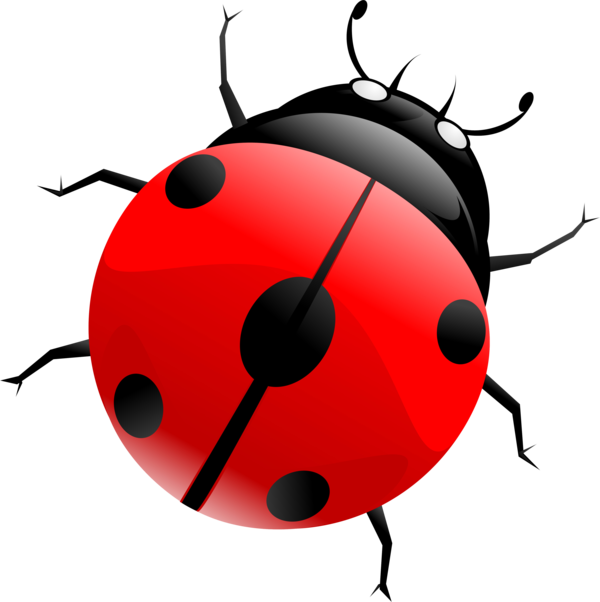 COCCINELLE 3