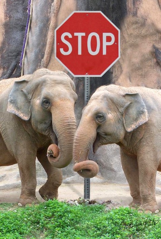 ELEPHANTS