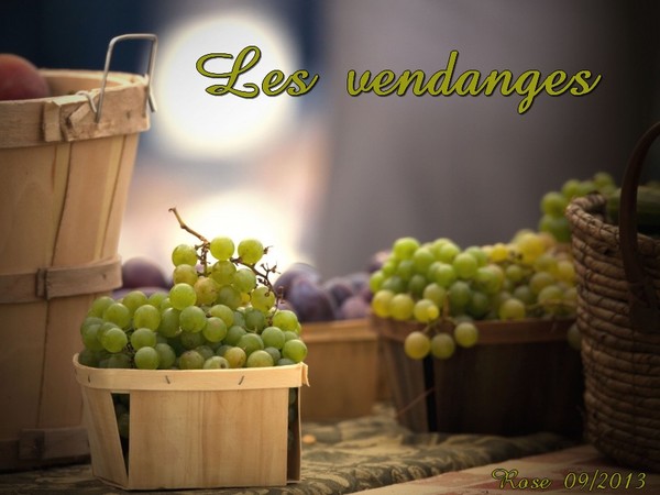 LES VENDANGES ONT COMMENCE...