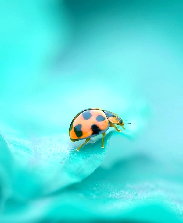 COCCINELLE