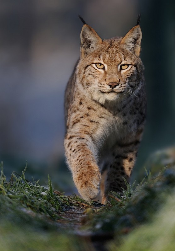 LYNX