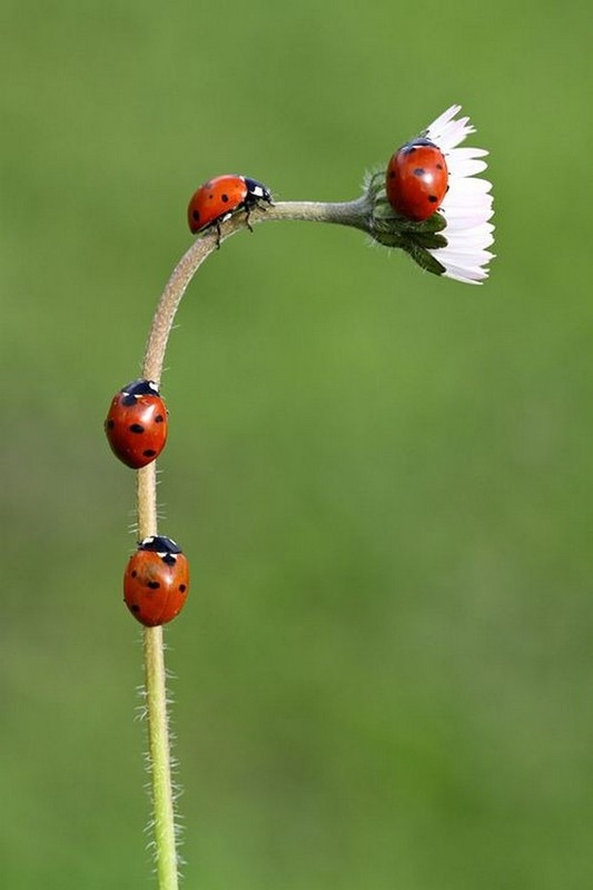 COCCINELLES