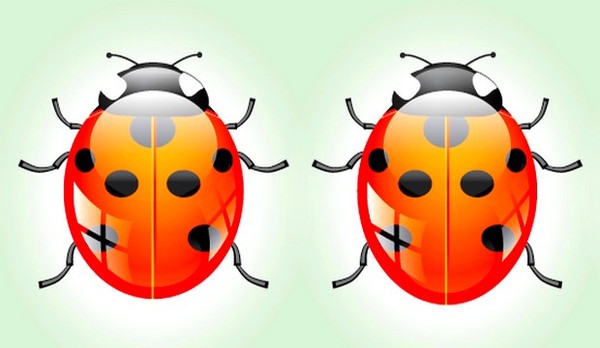 COCCINELLES