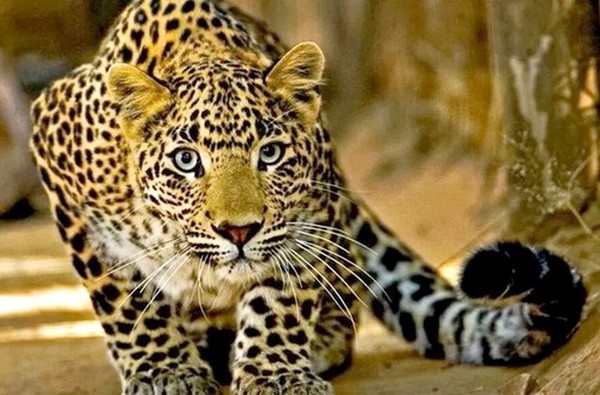 LEOPARD