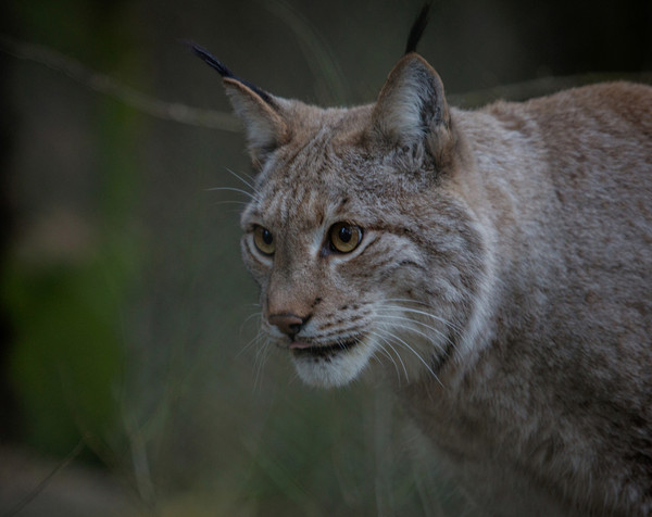 LYNX