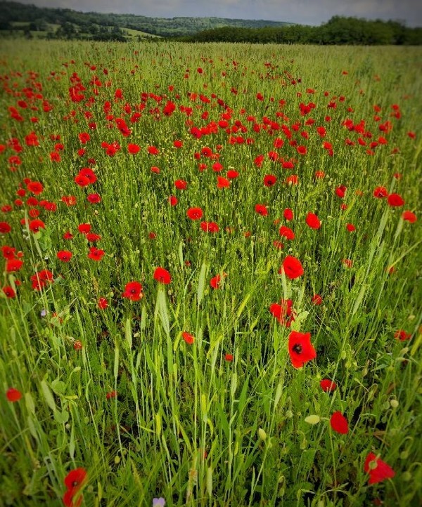 COQUELICOTS 2