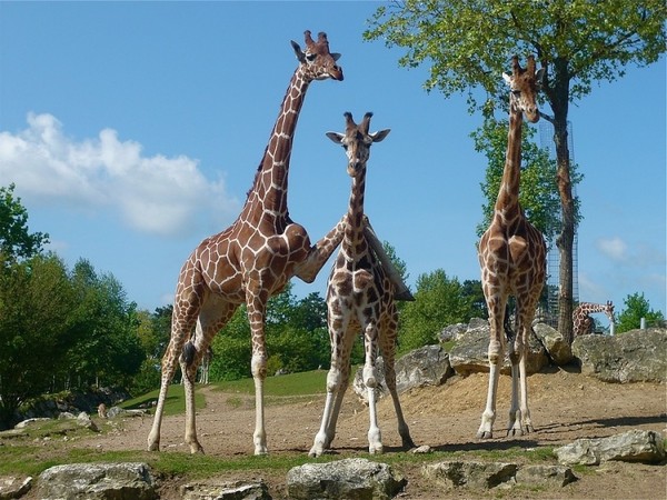 GIRAFES