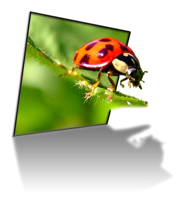 COCCINELLE