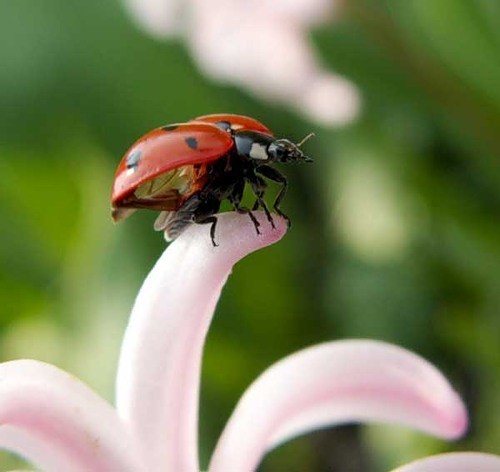 COCCINELLE 2