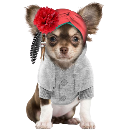 CHIEN 5