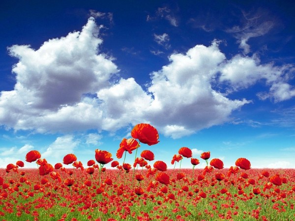 COQUELICOTS