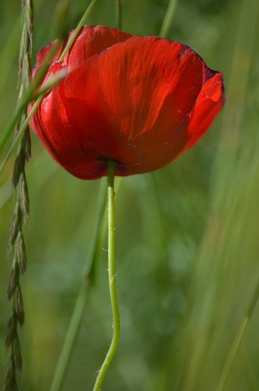 COQUELICOT