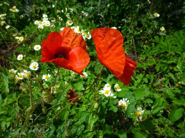 COQUELICOTS