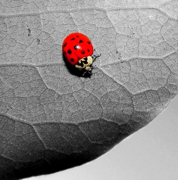 COCCINELLE