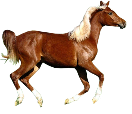 CHEVAL 2