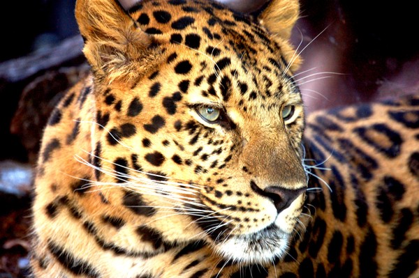 LEOPARD